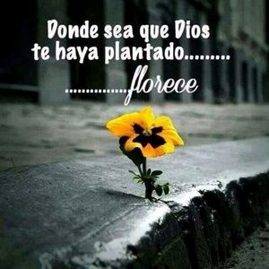 Meet your Posher, Geisha